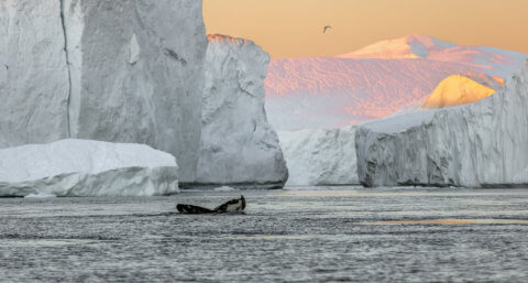 Eisberge in der Ilulissat-Bucht mit der untergehenden Sonne, die den Himmel in rosagelben Farben erstrahlen lässt. Im Vordergrund sieht man die Schwanzflosse von einem Wal aus dem Wasser ragen.