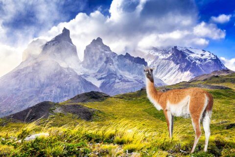 Lama vor Bergkulisse, Chile