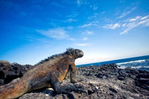 Unsere Reisen nach Ecuador