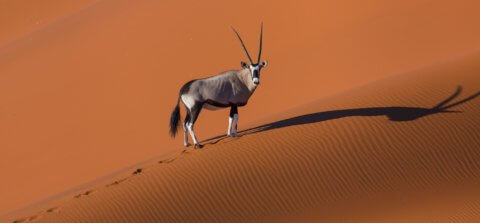 Spießbock in der orangenen Wüste von Namibia