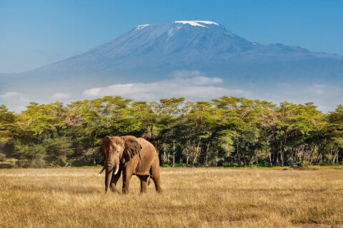 Elefant auf Wiesenlandschaft, im Hintergrund Wald und der imposante Kilimanjaro