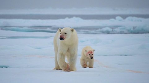 Spitzbergen-Eisbären