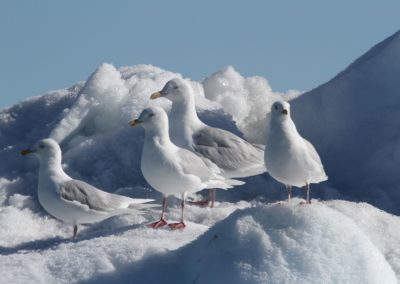 Polarmöven im Schnee