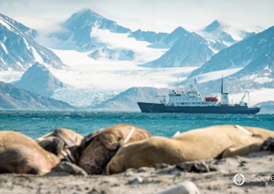 MS Polar Pioneer im Spitzbergen mit Walrossen in Vordergrund