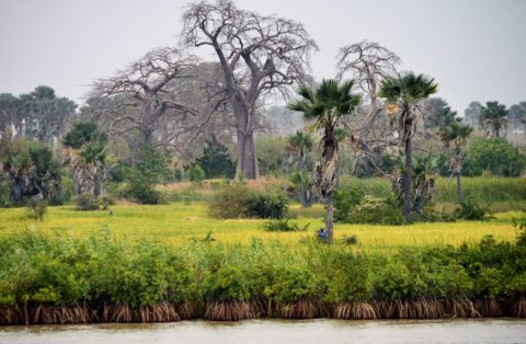 Intakte Gambia Flusslandschaft