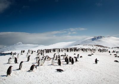 Eselspinguin-Kolonie