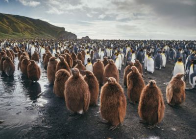 Königspinguine und ihre Jungtiere auf Südgeorgien