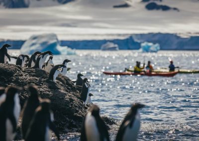 Beim Kajakfahren an Pinguinen vorbei