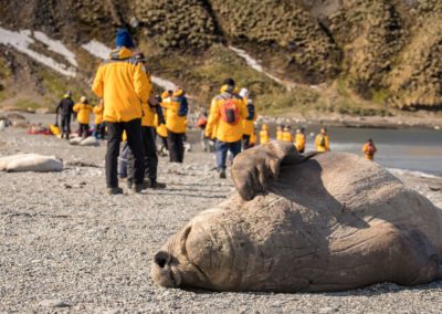 See-Elefant beim Nickerchen