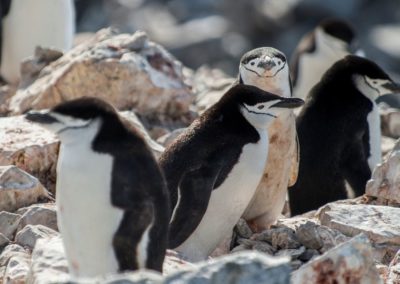 Zügelpinguine