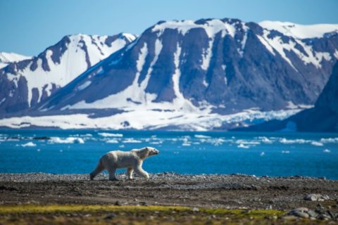 Eisbär in Spitzbergen