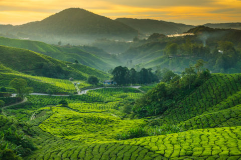 Die grüne Landschaft der Teeplantage in den Cameron Highlands, Malaysia