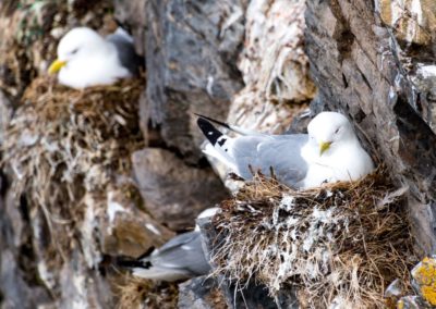 Dreizehenmöwe im Nest