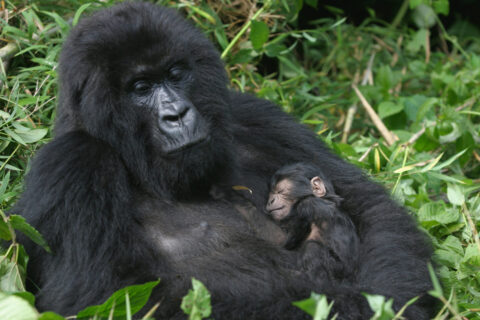 Gorillamutter hält ihr Baby auf dem Arm