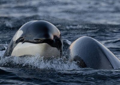 Zwei schwimmende Orcas