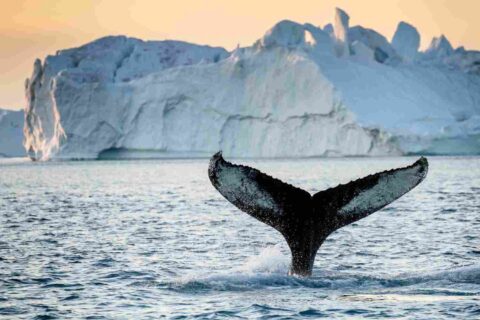 Anmutig tauchende Walflosse vor majestätischen Eisbergen