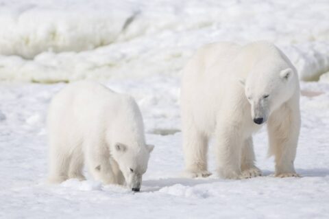 Eisbär und Junges beim Spaziergang