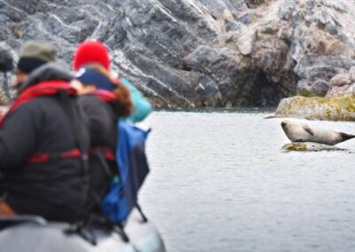 Begegnung mit einem entspannten Seehund während der Zodiac-Ausfahrt