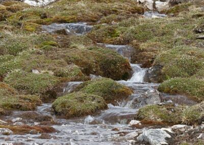 Spitzbergen-Flora | © Rinie van Meurs