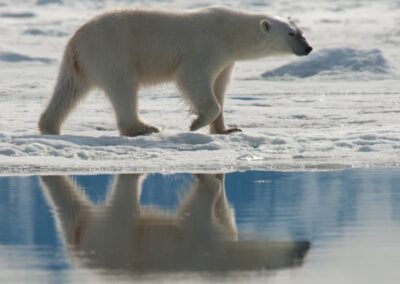 Eisbär am Ufer: Ein gemächlicher Spaziergang über das Eis