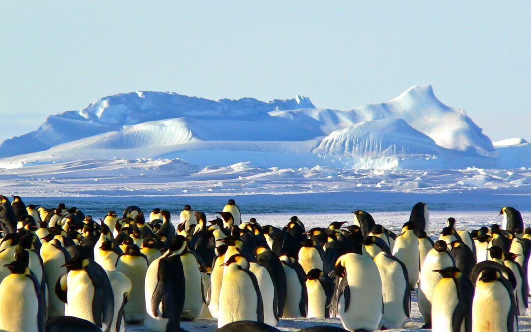 Antarktis-Halbumrundung von Neuseeland nach Feuerland | MS Douglas Mawson