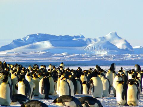 Kaiserpinguine auf einem Eisplateau in der Antarktis