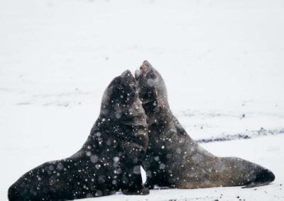 Zwei Antarktische Seebären im Schnee auf Deception Island