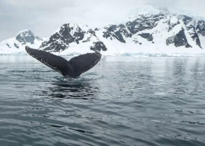 Fluke eines Wals vor einer schneebedeckten Berglandschaft