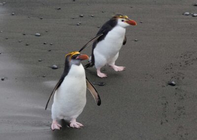 Zwei Haubenpinguine am Strand