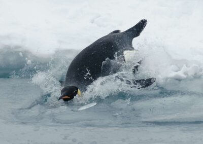 Kaiserpinguin beim Tauchen