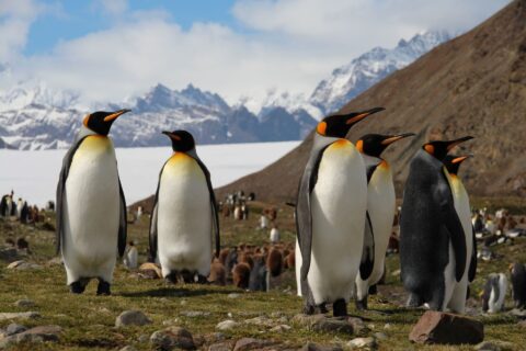 Königspinguine in Feuerland an der Bahia Inùtil