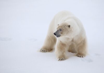 Eisbär