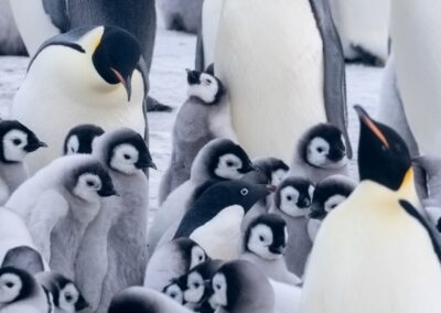 viele Kaiserpinguine mit Küken