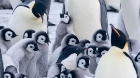 viele Kaiserpinguine mit Küken