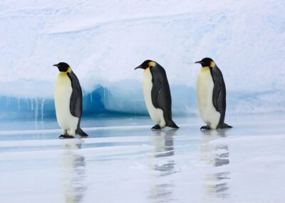 drei kaiserpinguine am südpol